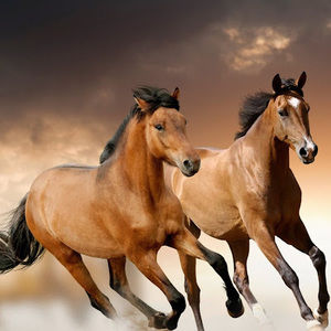 Meet your Posher, Chelsea